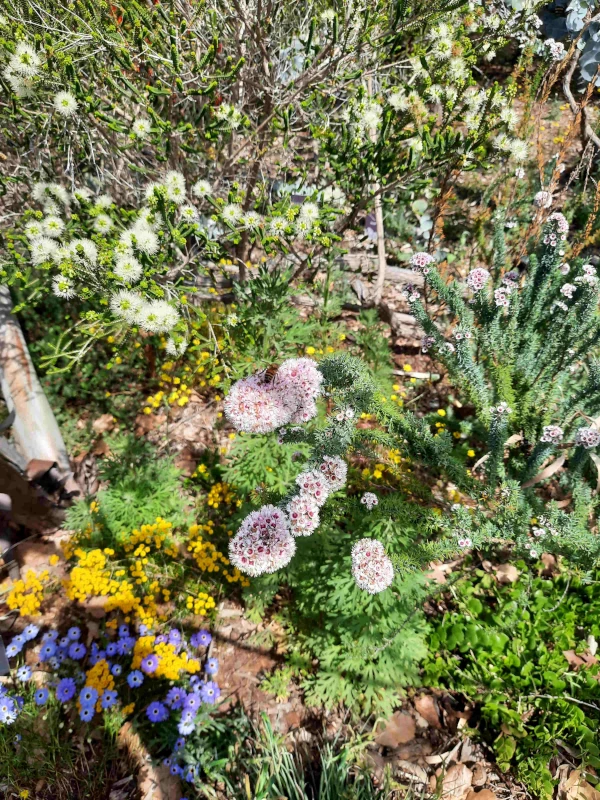 More WA wildflowers from Kings Park